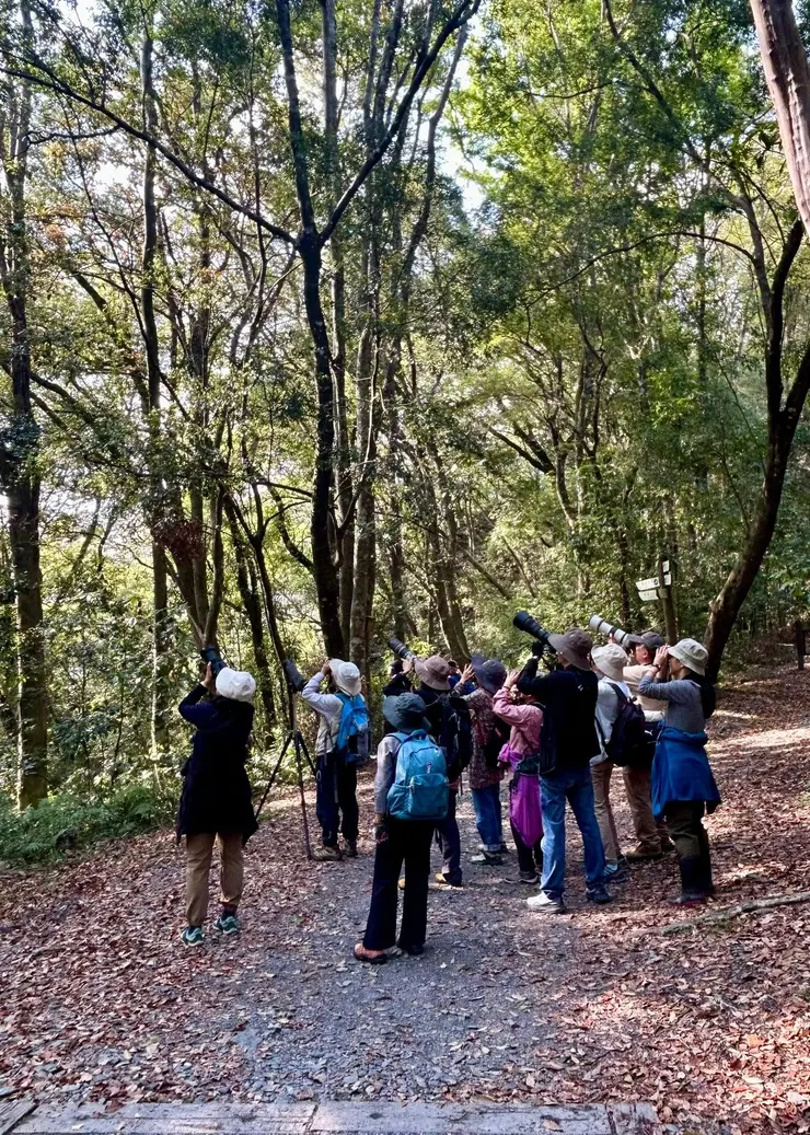 圖04 走在楓林步道、賞鳥平台上鳥音不絕於耳