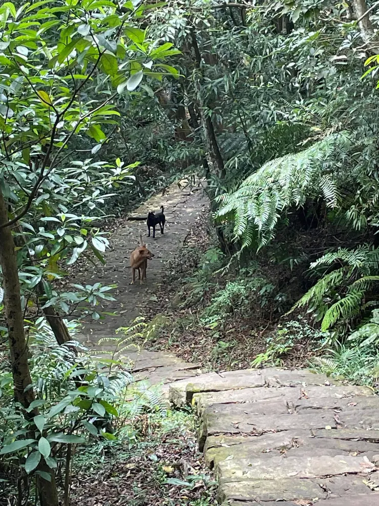 路上遇到的野狗，拿出雨傘把他們趕走