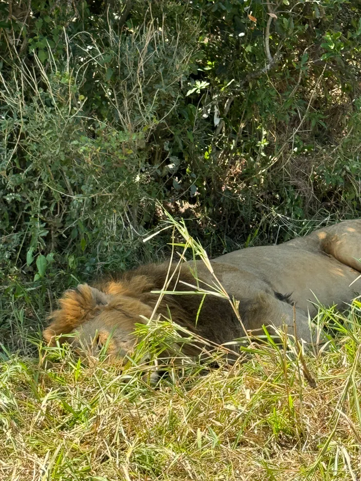 提早午休中的獅子,他們在白天需要睡眠