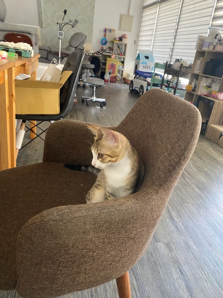 這是房東的另外一隻小貓😽小時候很頑皮