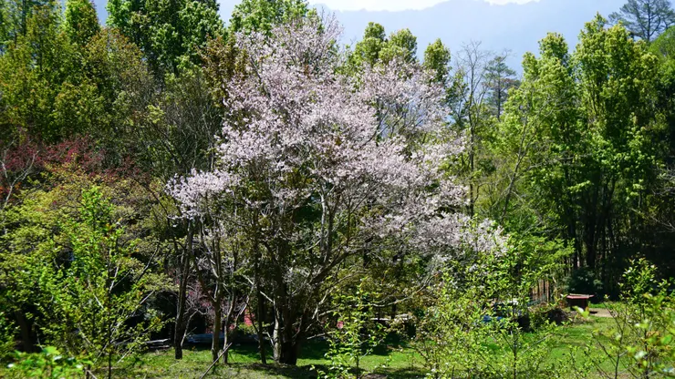 霧社櫻盛開