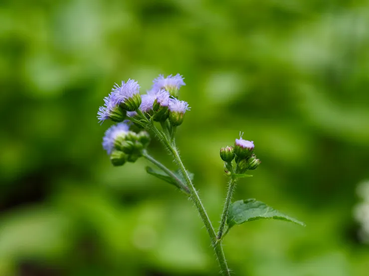 紫花藿香薊；攝於台南白河關子嶺路邊，常見於在平地、田邊、荒野空地上http://kplant.biodiv.tw/紫花藿香薊/紫花藿香薊.htm