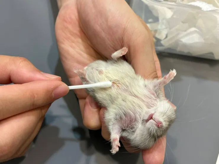 不...人類..快把我翻回來