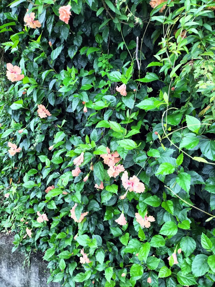 扶桑花 Mingling攝