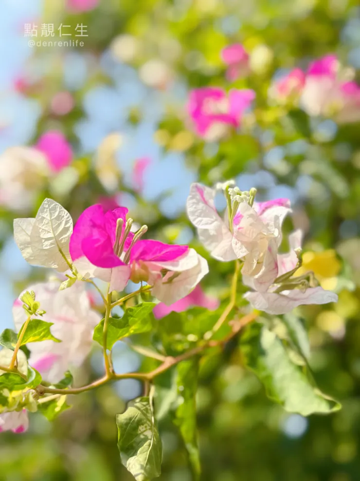 菁芳園 整體環境氛圍很棒|各種植物👍