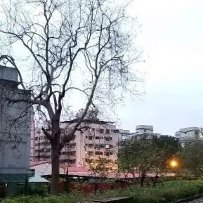 Elaine Carlin的沙龍