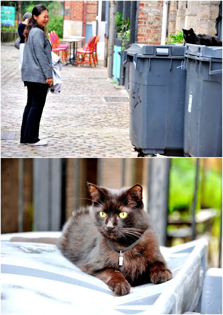 【吃飽後繼續漫遊，遇見一隻有掛頸圈的貓。】