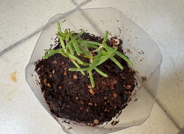 從田土上面採回來的迷迭香,水培發根後進土盆。