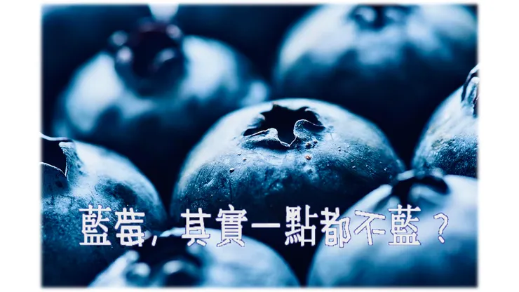 藍莓,其實一點都不藍 ?