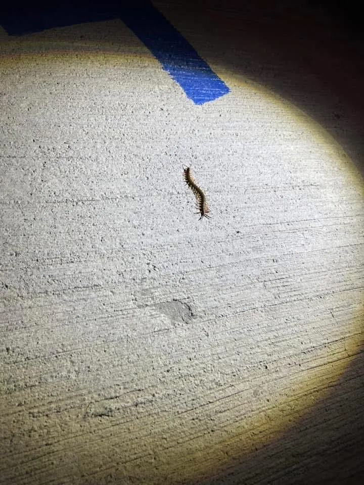 出現小萌寵時都會被小孩包圍研究🧐沒有驚聲尖叫，我覺得挺好的