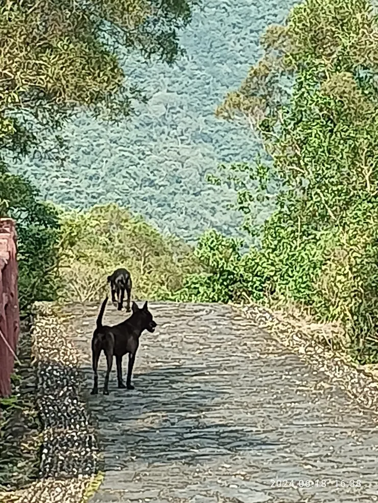 小長城後段兩隻黑狗前方帶路陪伴我