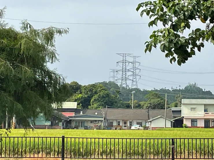 旁邊就是綠油油的稻田
