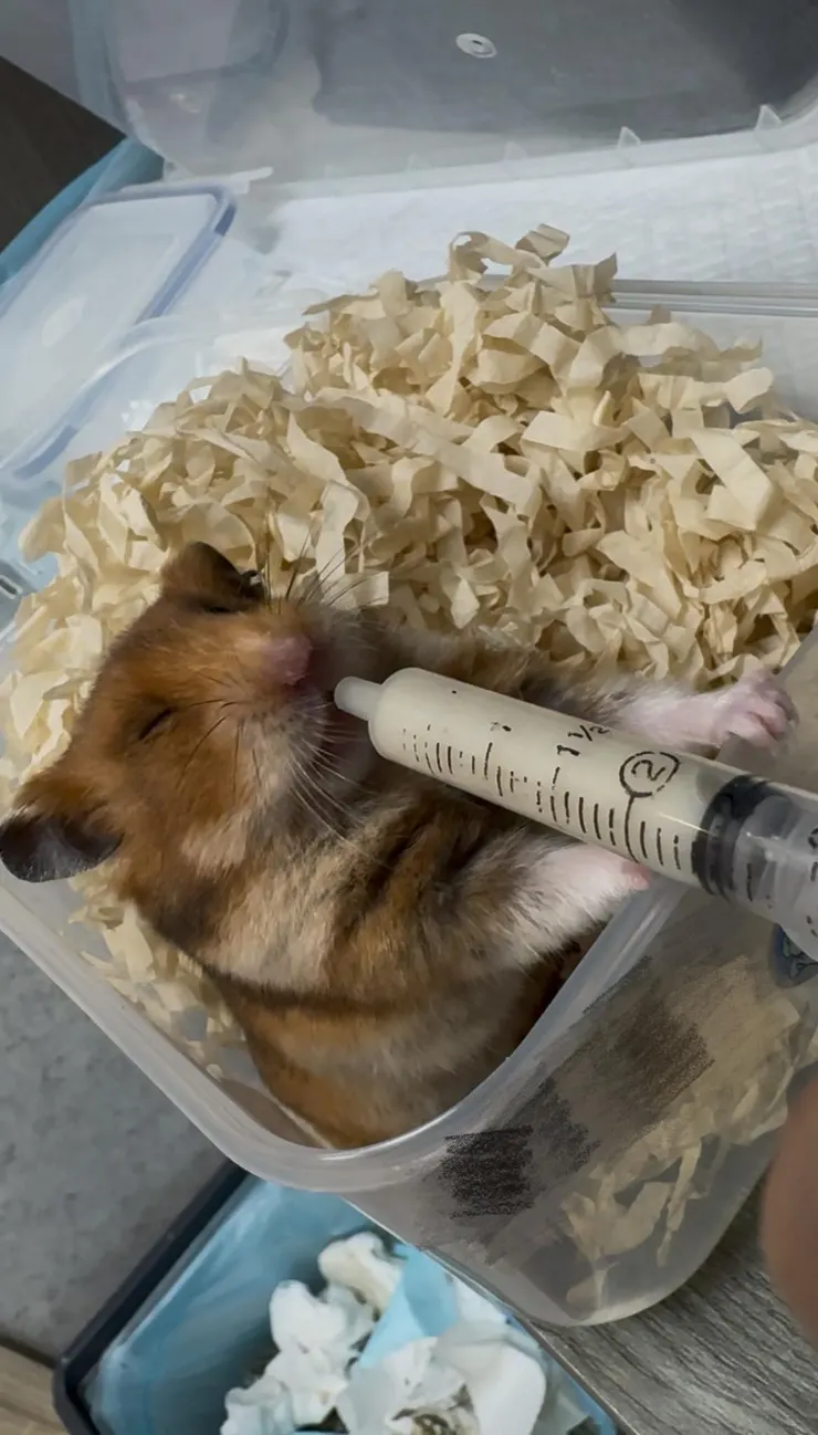 肉鬆喝艾茉芮超乖的~