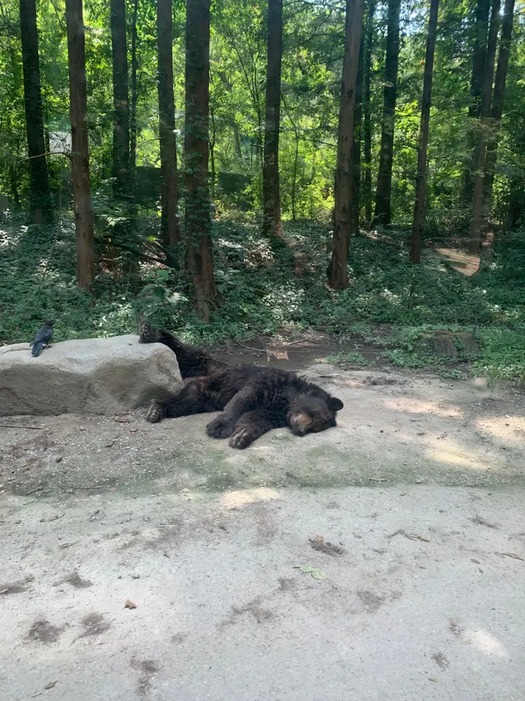 愛寶樂園的黑熊，睡到翹腳，非常愜意呢。  嗯～應該是熱爆，不如睡覺。
