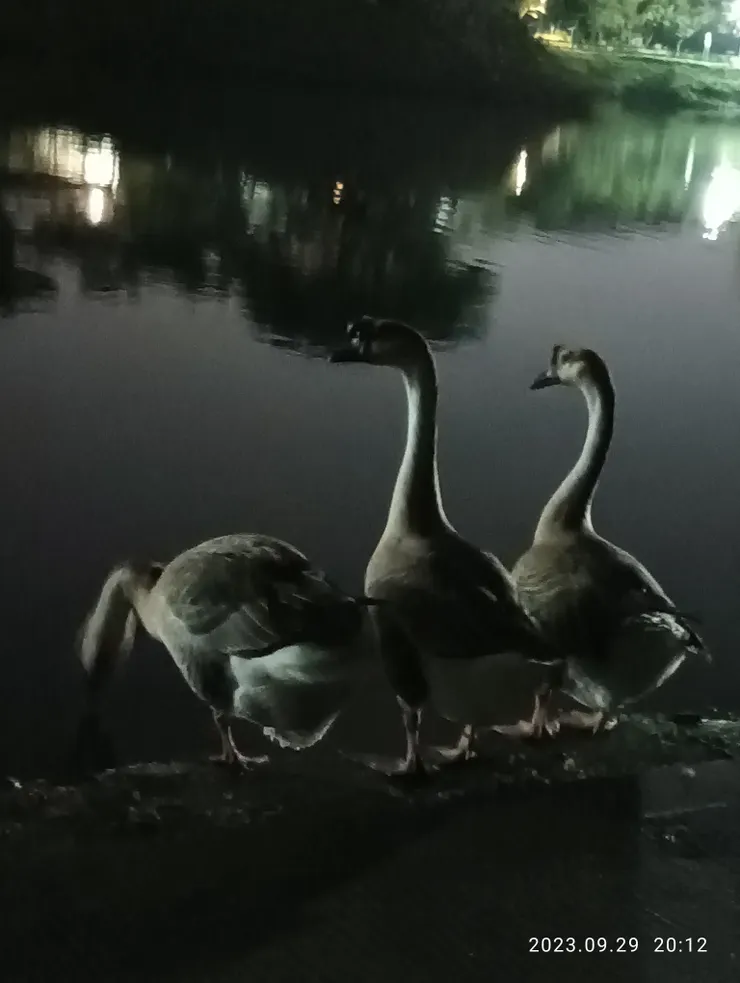 披衣撫半床，自拍攝