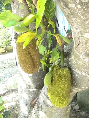 src