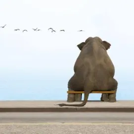 love.elephant的沙龍