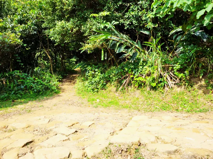 由此叉路取左進入劍龍稜新路（注意登山條，不難找到）