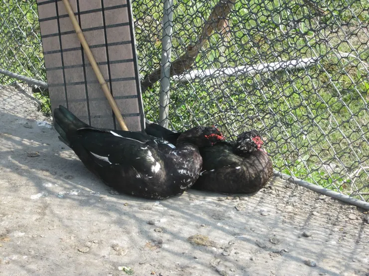 農村習以為常的鴨鴨