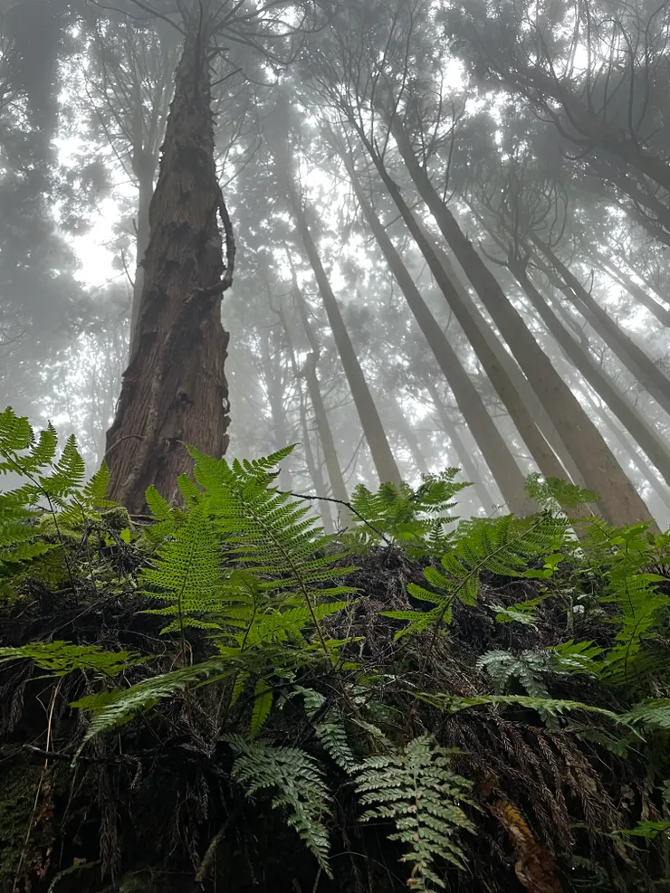 天養的最美-各式蕨類與苔蘚