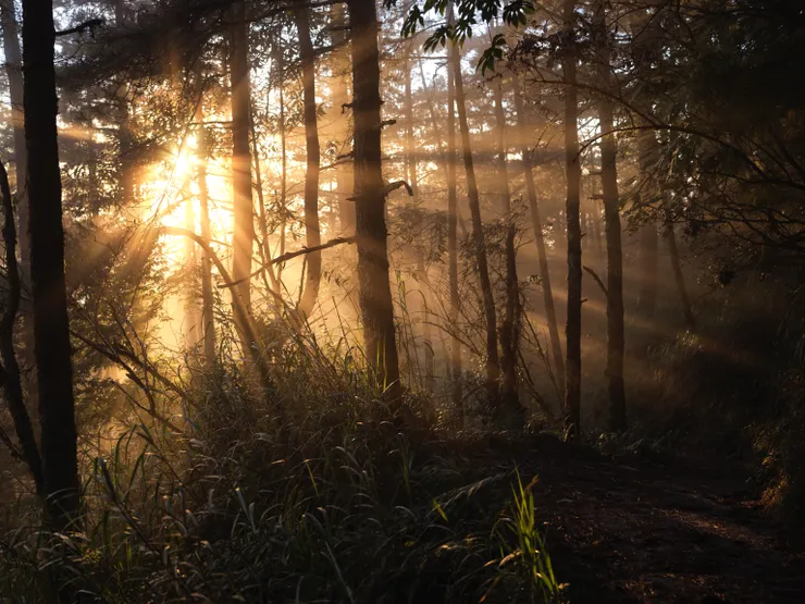 能高越嶺道上的夕陽林隙光，是我所見到最華麗的霧景之一。