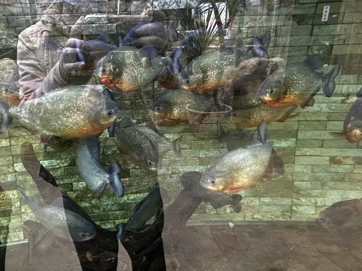 食人魚