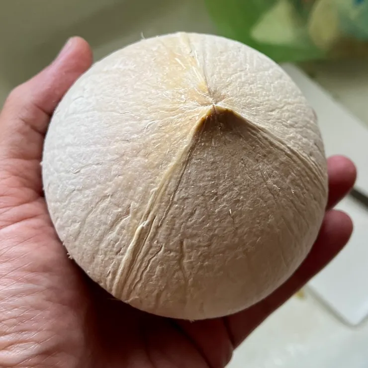 順著殼上這三條線敲就很好裂開