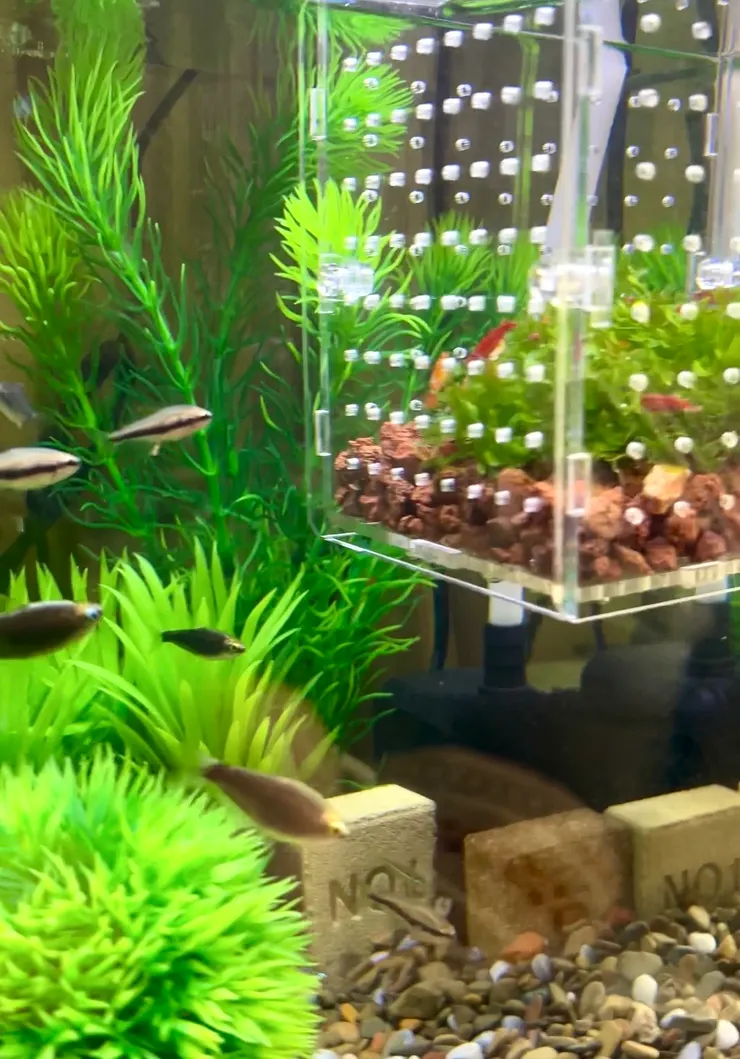 魚都很關注牠們