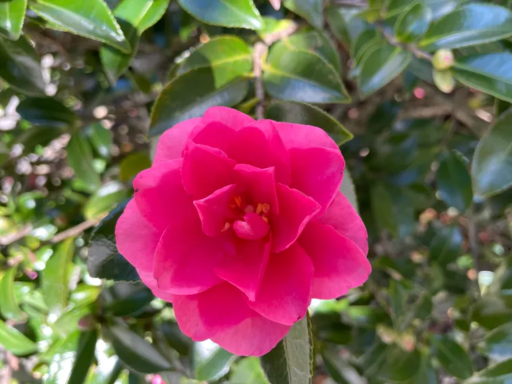 有心型花蕊的花