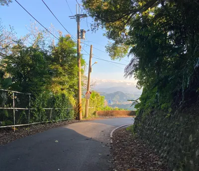 位於北緯二十五度的小葉冷水麻