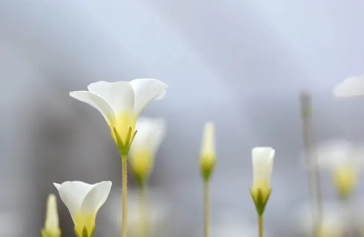 酢漿薯（Oxalis tuberosa）