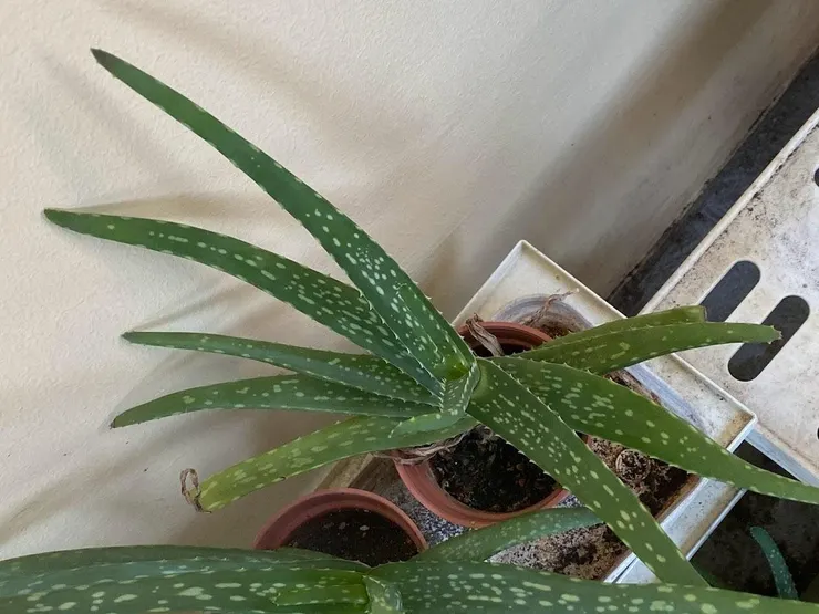 跳舞蘆薈本尊，只有他會旋