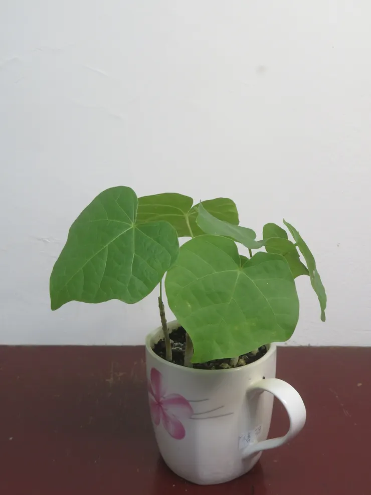 大安社大113.05.31