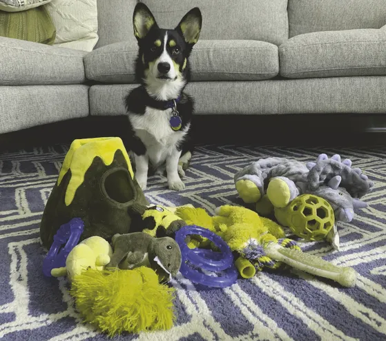 狗狗眼裡的世界是黃、藍、灰色階。圖／五感之外的世界