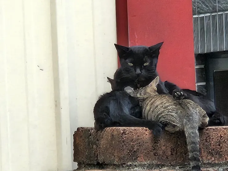 小時後 貓媽媽帶倆小孩