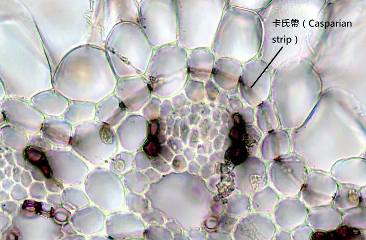 植物的內皮細胞與卡氏帶。By SvladCjelli - Own work, CC BY-SA 3.0