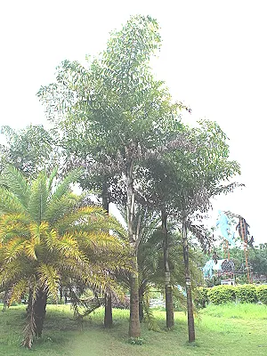 src
