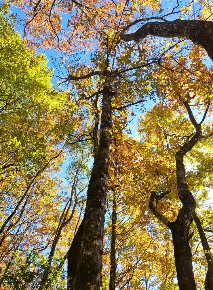 跟在櫻花樹下野餐一樣讓人心動