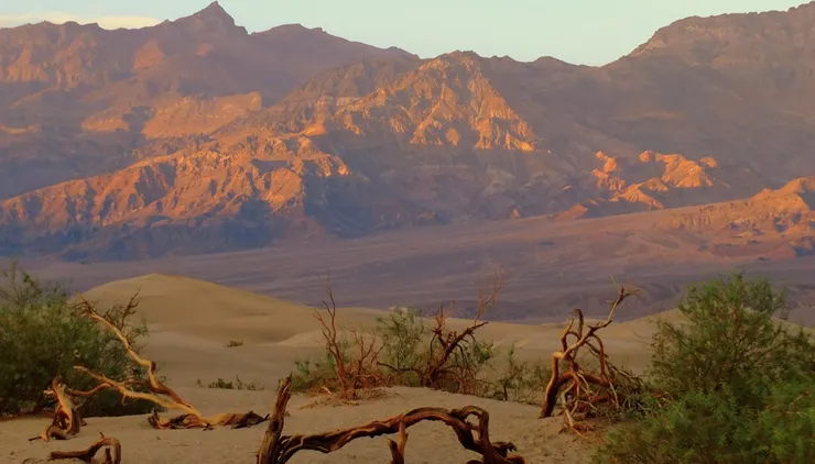 Mesquite Flat Sand Dunes：豆科灌木在沙丘的惡劣條件下茁壯成長。