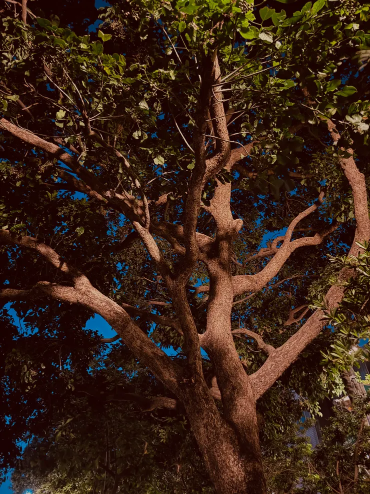 位於溪旁沒被修剪的老茄苳