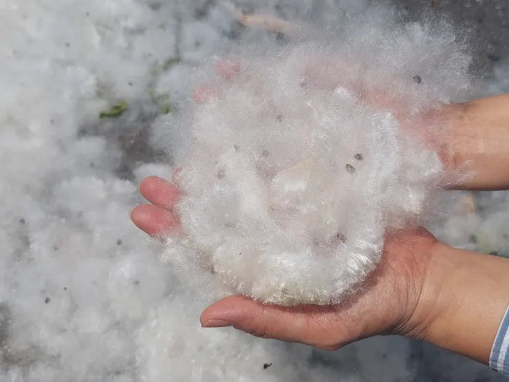 親手摸過木棉棉絮，感覺好光潔、好蓬鬆、好柔軟又充滿光澤感！這麼好的天然纖維，應該想辦法讓它成為新興織物，再現木棉風華，而不是淪為木棉之亂！