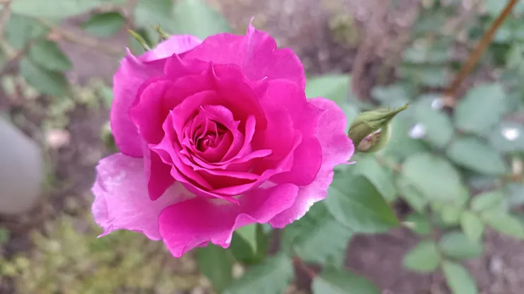 新買的品種──雪拉莎德，又美又香