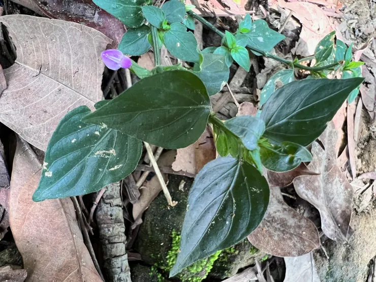 華九頭獅子草 、狗乾菜、豬肝菜、羊肝菜；攝於台南南化鈺鼎步道，生長於低海拔溫暖潮濕的地區http://kplant.biodiv.tw/狗肝菜/狗肝菜.htm