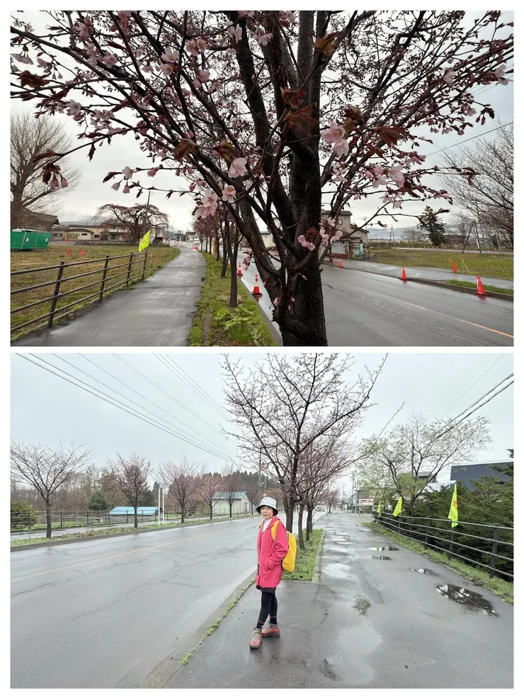 大野川沿岸櫻花大道