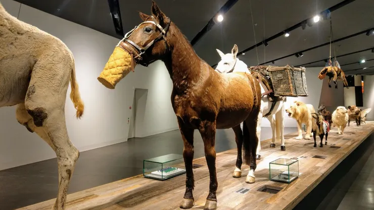 帶著防毒面具的馬