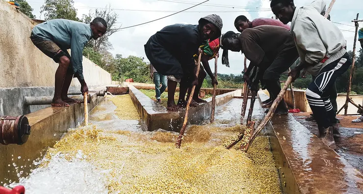衣索比亞的水洗處理廠