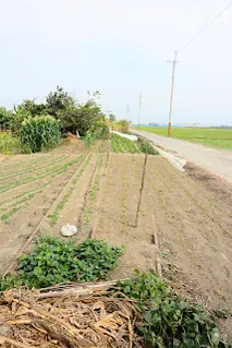 排子路站新港端主、副線會合處，左邊是側線、右邊是正線(往大林方向拍)