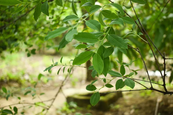 インドの檀香の栽培場
