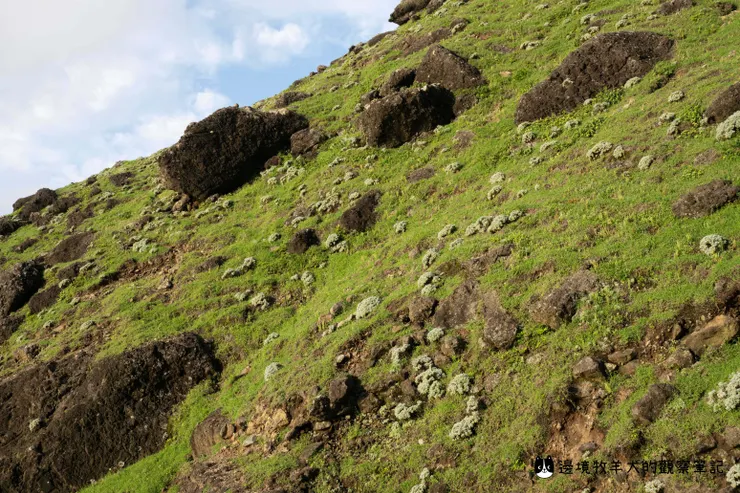 滿山滿谷的蘄艾,場景夢幻到不行