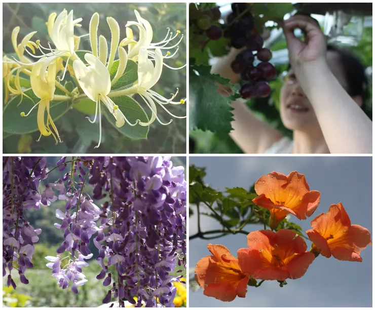 傳統園林蔓木四品，也稱四大藤花，即指忍冬、葡萄、紫藤與凌霄。
